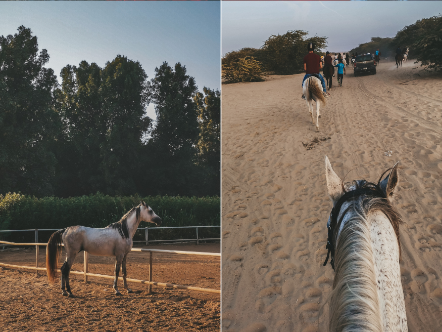 Al Ali Stables Dubai Reitausflug Araberpferd
