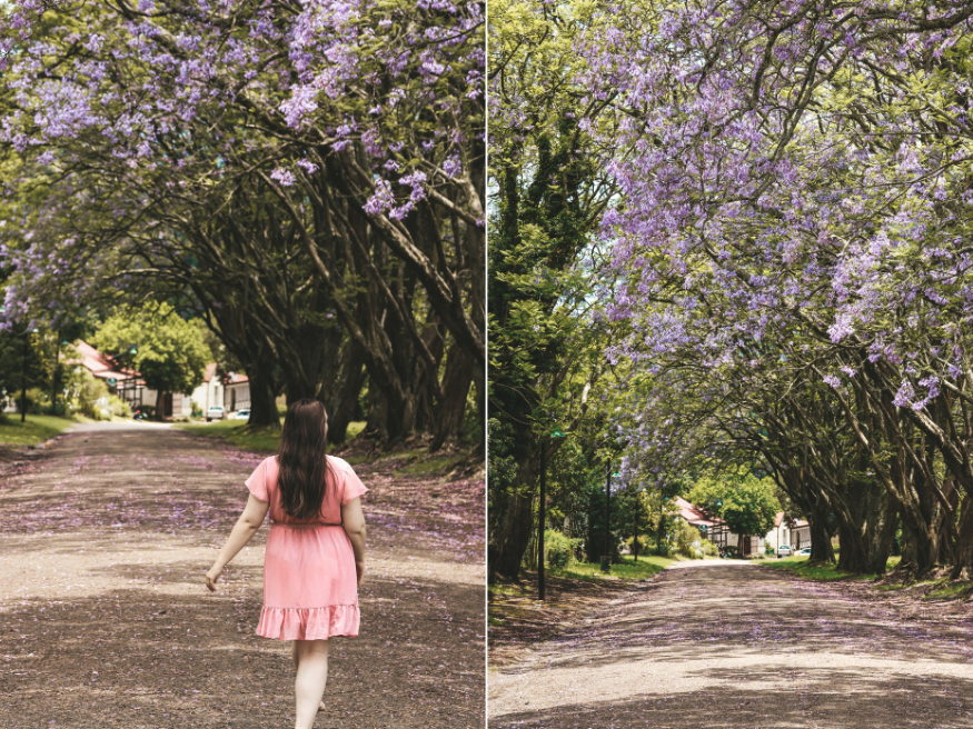 Pilgrim’s Rest Jacaranda Blüten