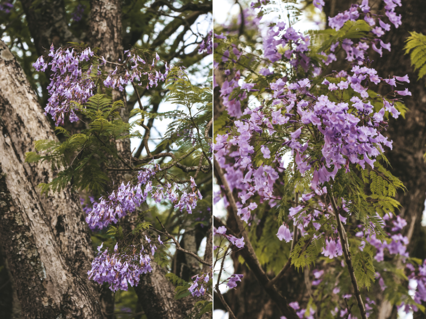 Pilgrim’s Rest Jacaranda lila Blüten