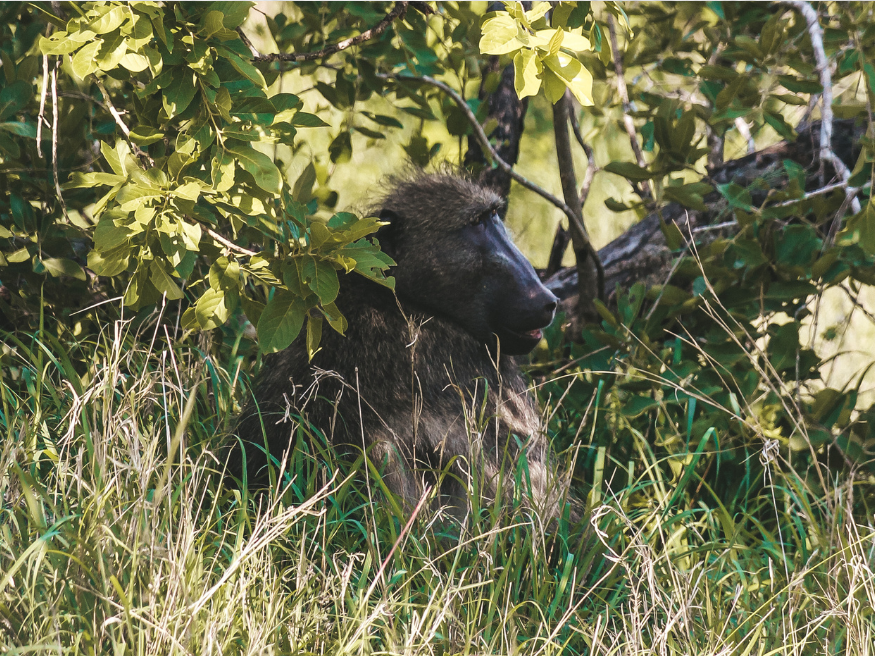 Affen Tiere Wildlife Flora Fauna Krüger