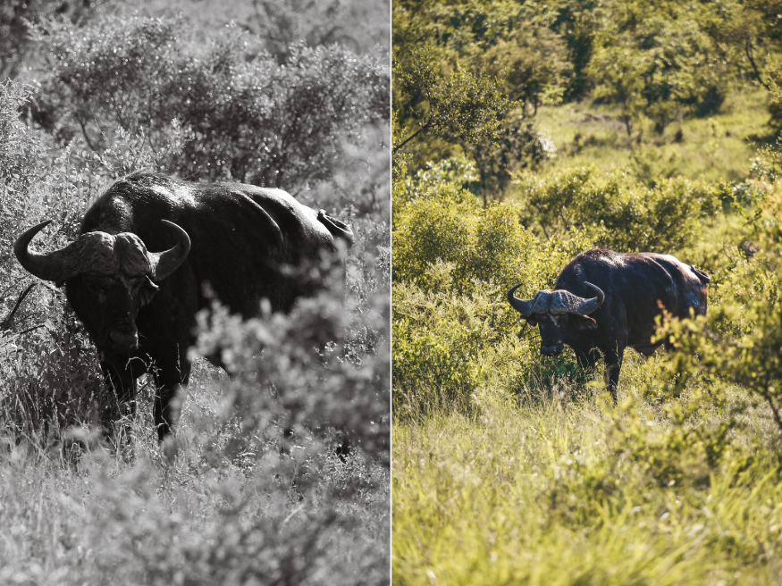 Afrikanischer Büffel Kaffernbüffel BigFive Safari Krüger