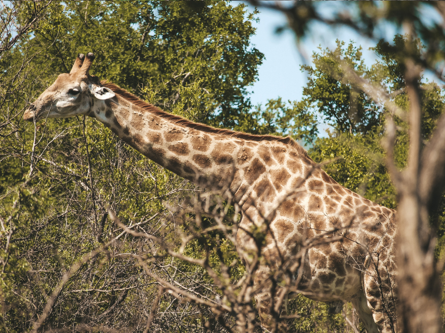 Aktivitäten Krüger Nationalpark Giraffe