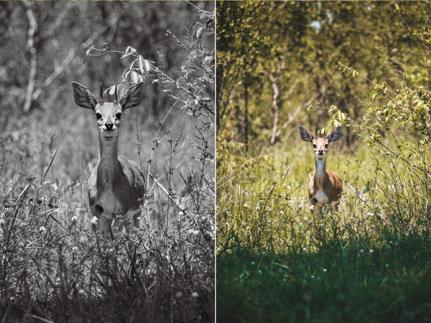 Antilope Südafrika Highlight Krüger National Park