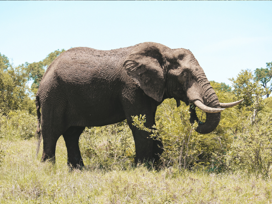 Elefanten im Krüger National Park Südafrika Reise
