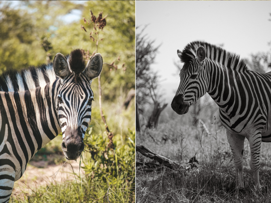 Flora und Fauna Krüger Nationalpark Zebras
