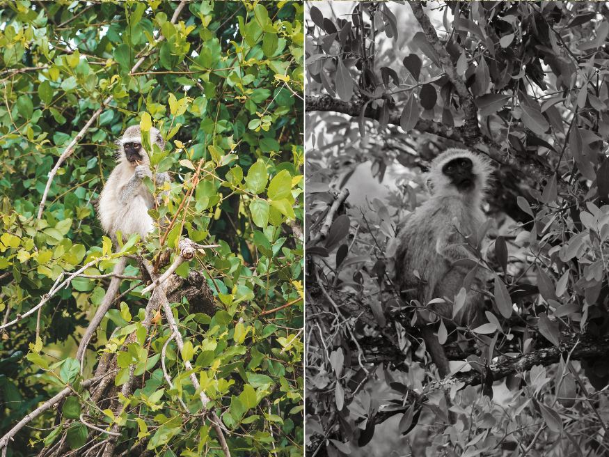 Fotografieren Affen Südafrika Krüger
