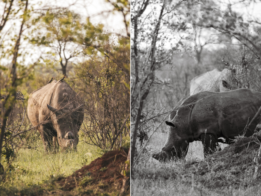 Geheimtipps für den Krüger Nationalpark Nashorn