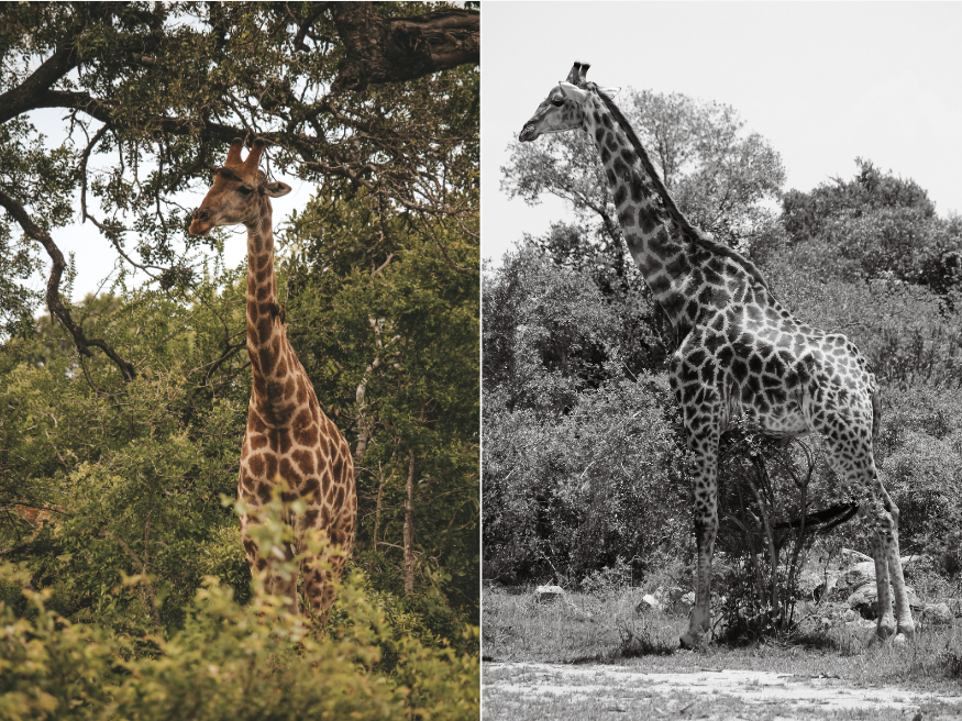 Giraffe Wildlife Safari Südafrika Krüger