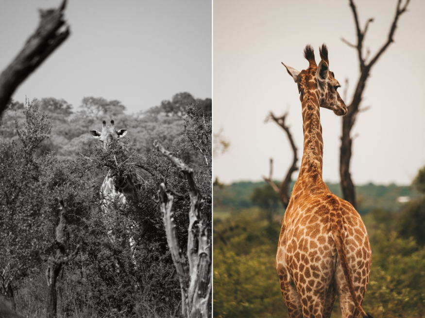 Giraffen Tierbeobachtungen Safari Tour Krüger