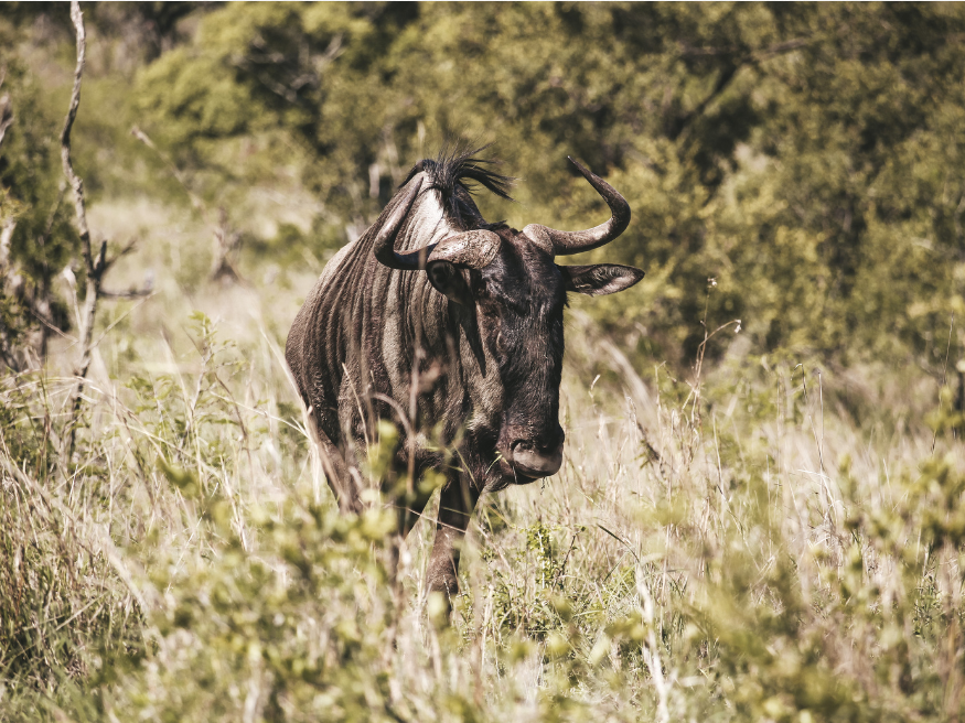 Gnu Safari Geheimtipp Südafrika Krüger Nationalpark