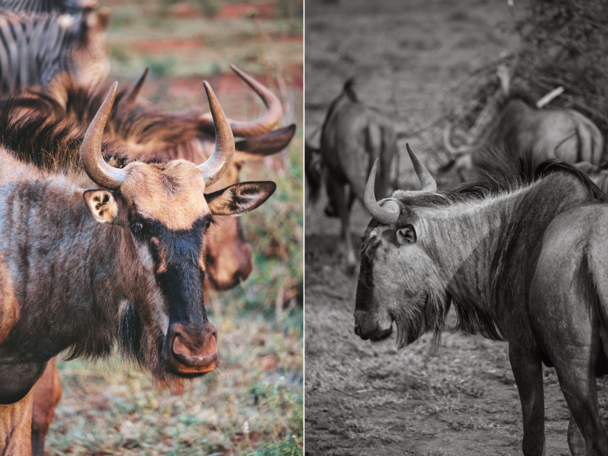 Gnu Südadfrika Tierbeobachtung Selbstfahrersafari Krüger
