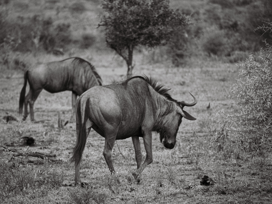 Gnus im Krüger Nationalpark Südarika Safari Highlight