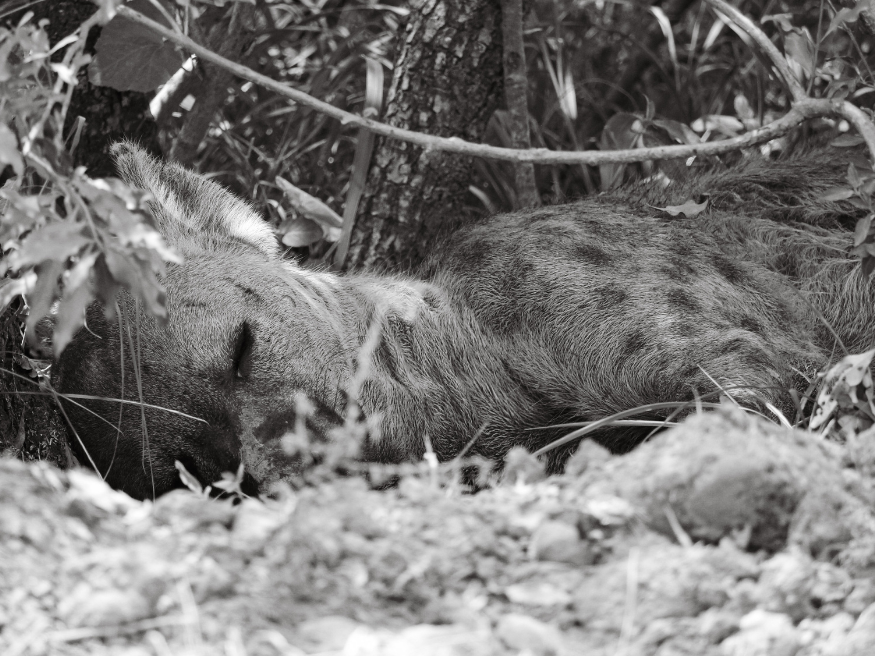 Hyäne Selbstfahrer Safari Südafrika Krüger