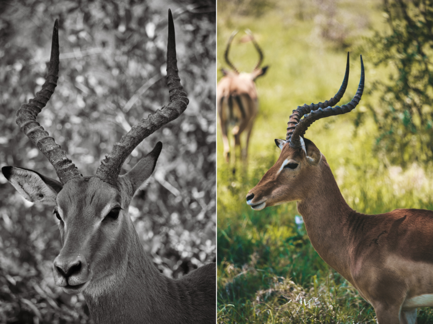Impala Antilope Geweih Südafrika