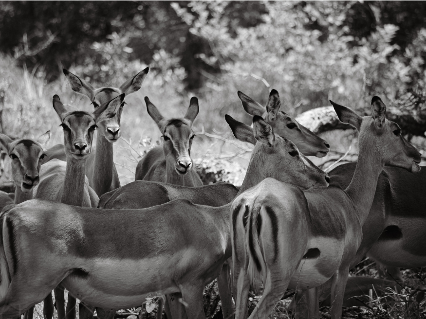 Impala Krüger Safari