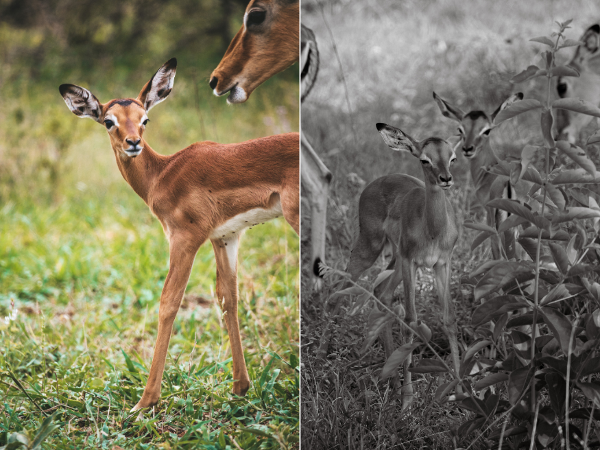 Impala Welche Tiere kann man im Krüger Nationalpark sehen