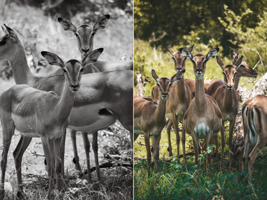 Impala Wildlife Tiere Krüger Südafrika