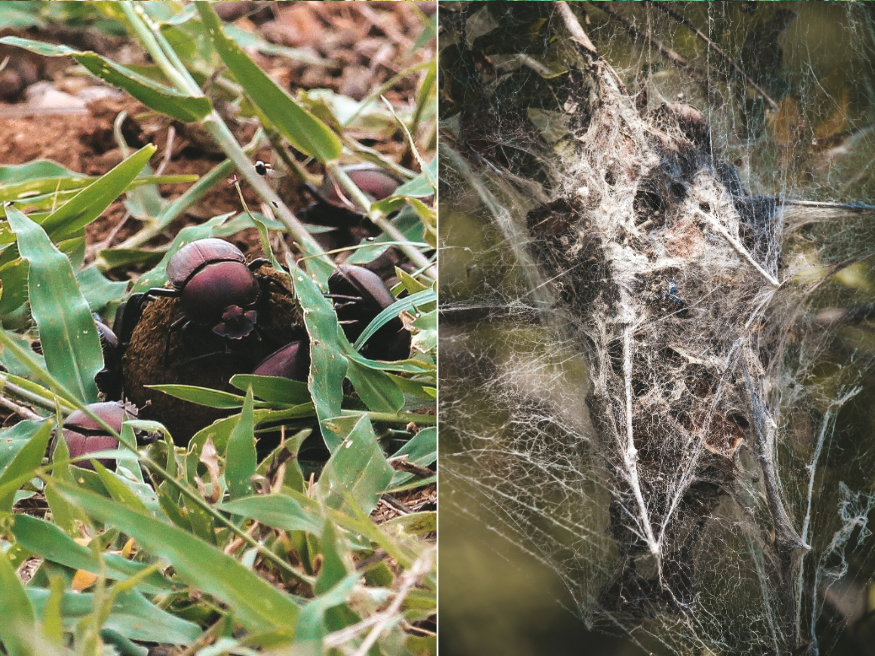 Kleintiere Wildlife Krüger Nationalpark