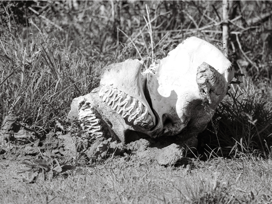 Kosten Öffnungszeiten Übernachten Krüger Nationalpark