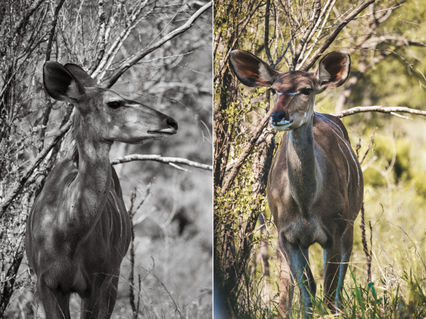 Kudu Safari Tierbeobachtung Südafrika Krüger