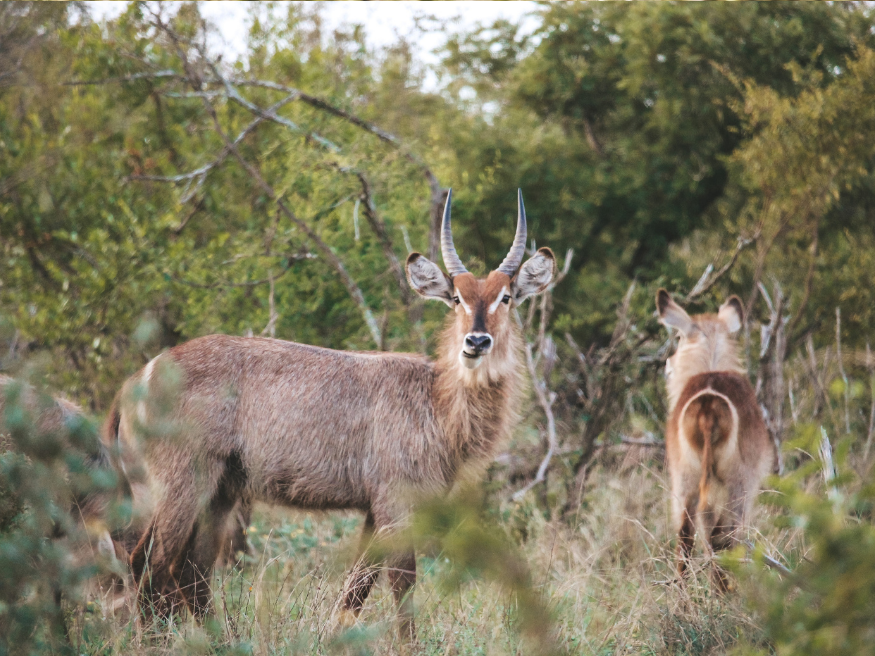Kudu Wildtiere Krüger Safari Reisetipp