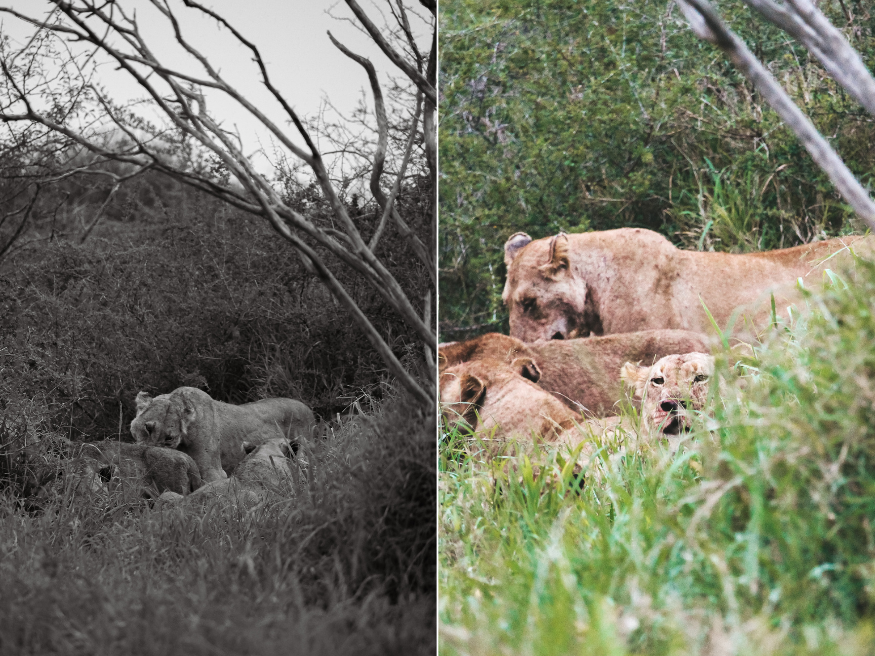 Löwen Big Five Safari Krüger Südafrika