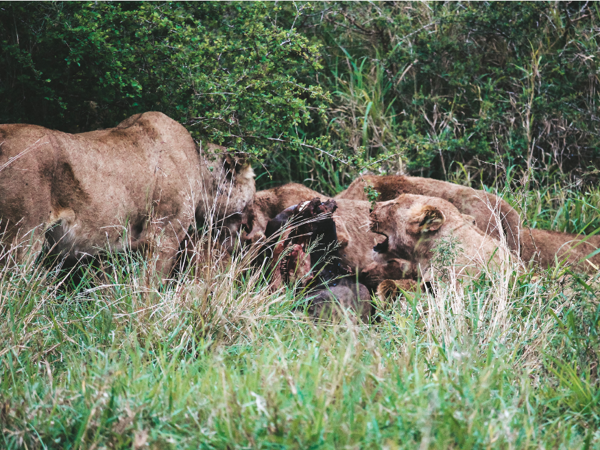 Löwen entdecken Selbstfahrersafari Krüger Nationalpark