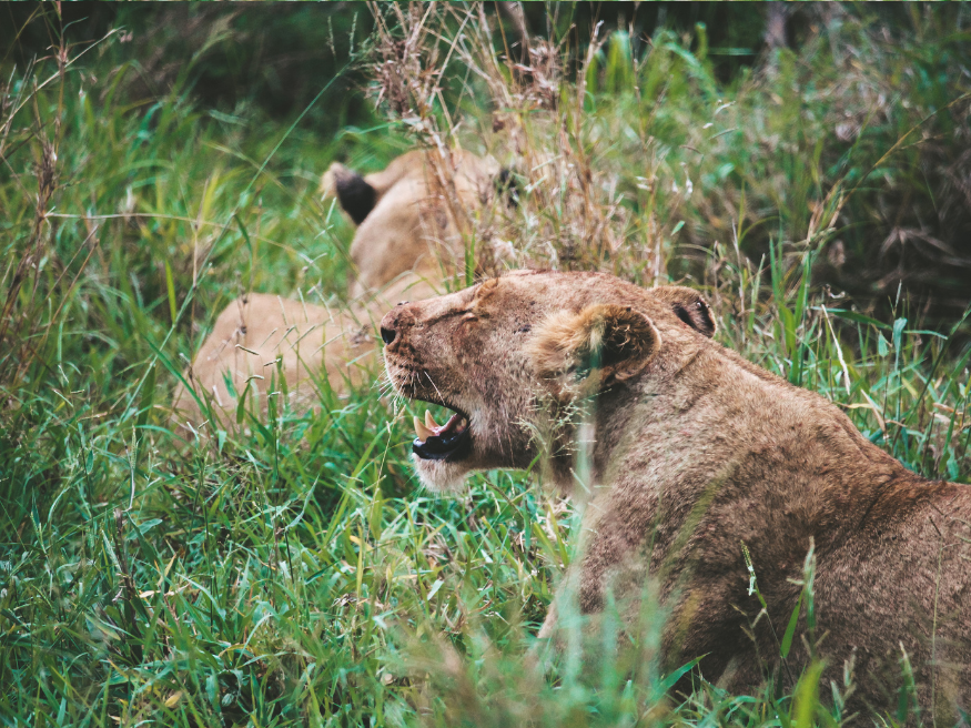 Löwen fotografieren Krüger National Park