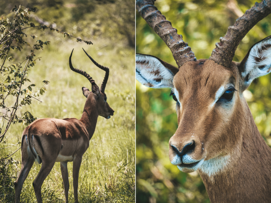 Männliches Impala Südafrika Krüger