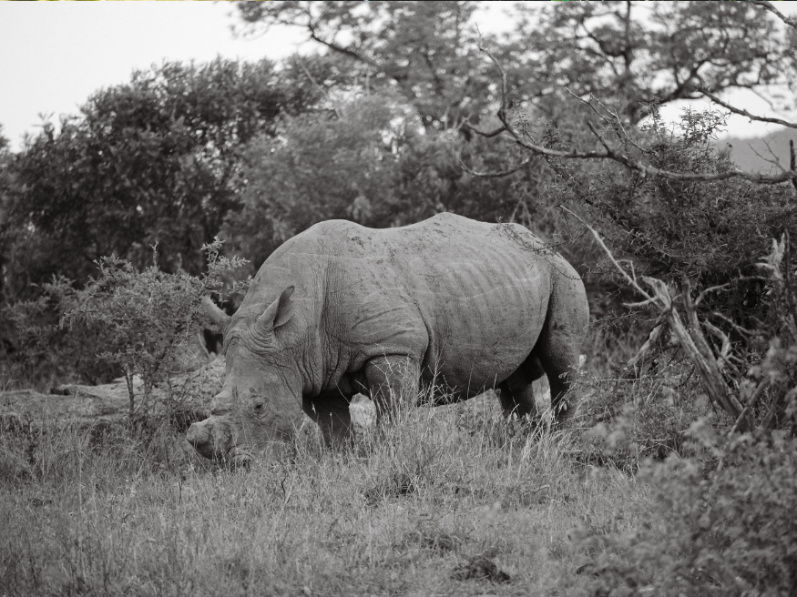 Nashorn Big Five Krüger Nationalpark
