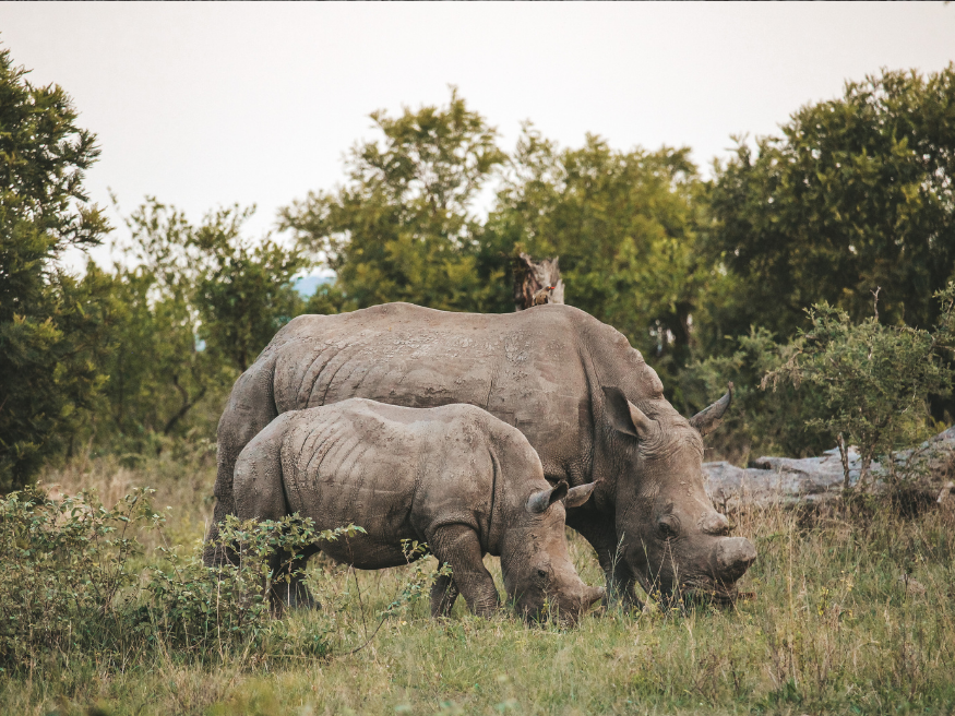 Nashorn Selbstfahrer Safari Krüger Südafrika