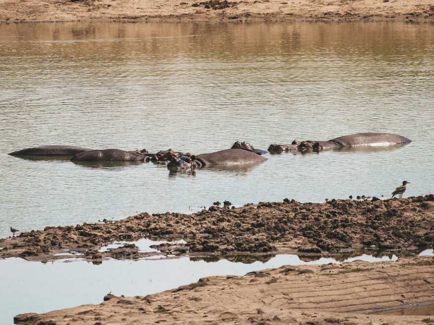 Nilpferd Highlight Krüger Safari