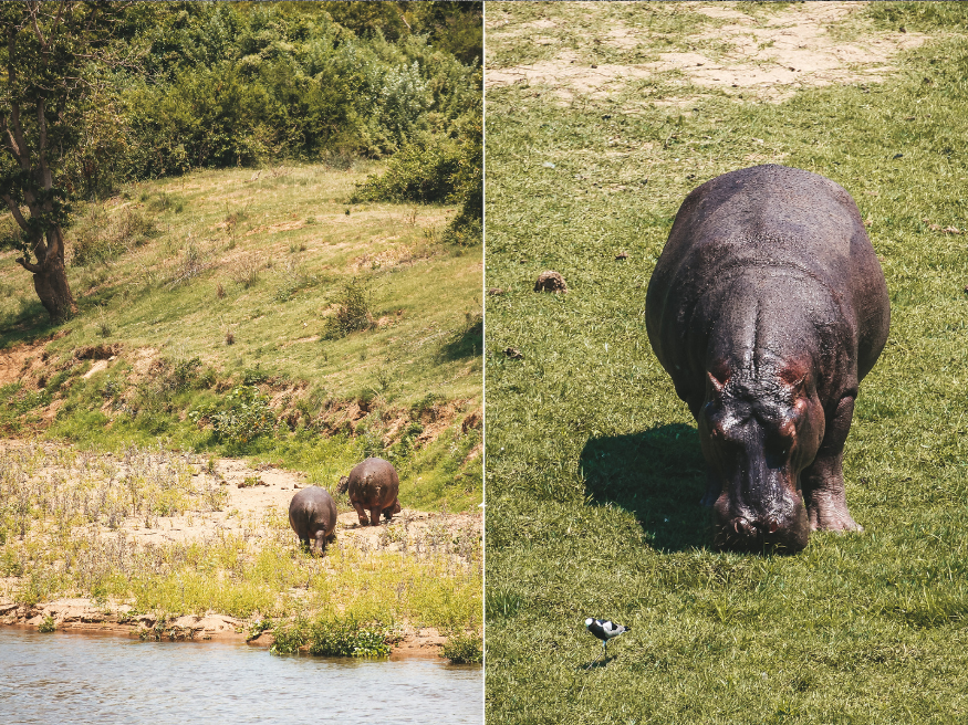 Nilpferde Krüger Südafrika Highlight Reisetipps