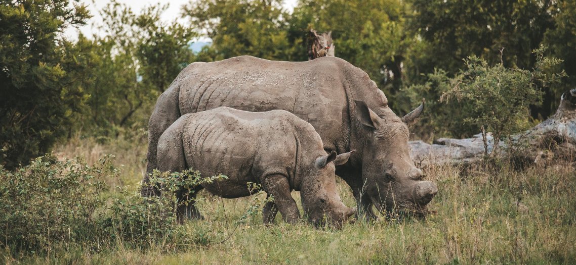Safari Big Five Krüger Nationalpark Südafrika