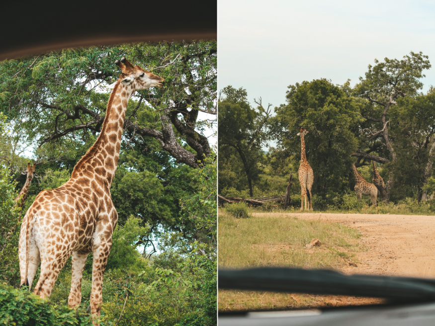 Selbstfahrersafari Krüger National Park Südafrika Giraffe