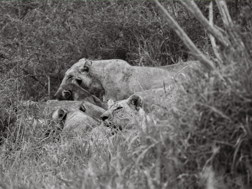 Tierbeobachtungen Krüger Nationalpark Löwen