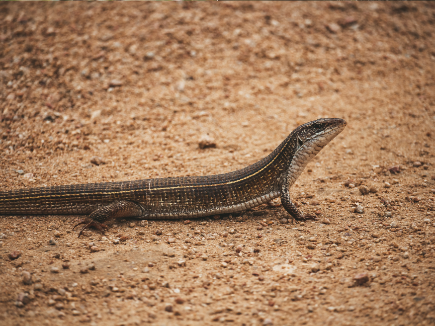 Tierbeobachtungen Krüger Nationalpark