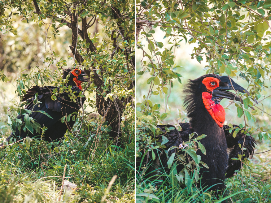 Vögel entdecken Krüger Südafrika