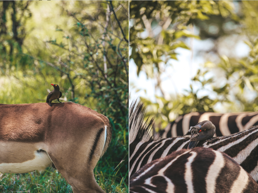 Vögel fotografieren Krüger Südafrika