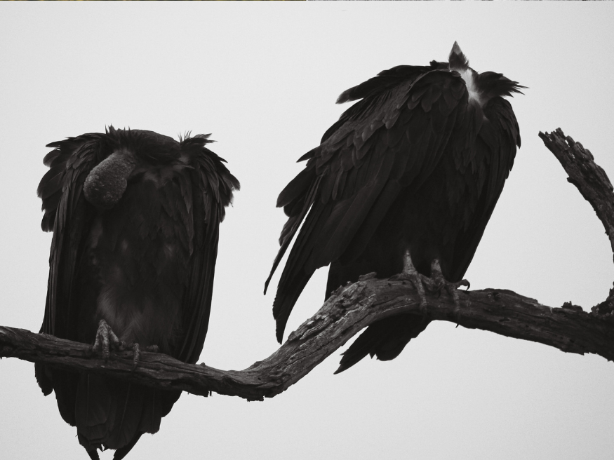 Vogelbeobachtung im Krüger Nationalpark