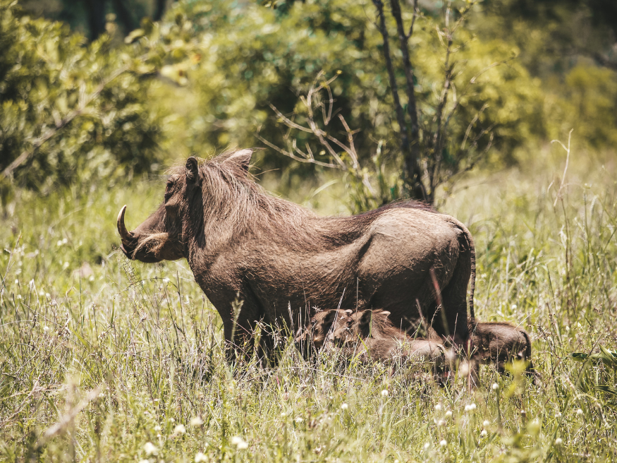 Warzenschwein Frischlinge Krüger Safari