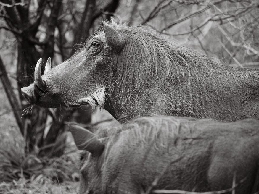 Warzenschwein Krüger Südafrika