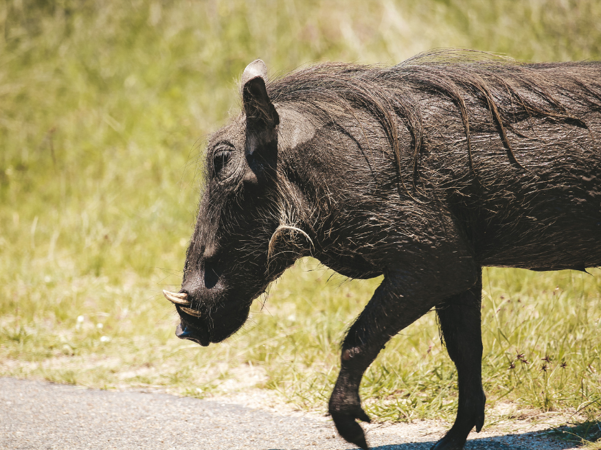 Warzenschwein Tiere Wildlife Krüger National Park