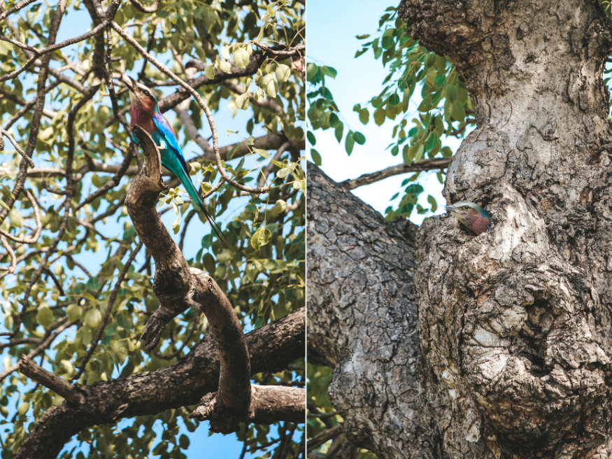 Welche Vögel kann man im Krüger Nationalpark sehen