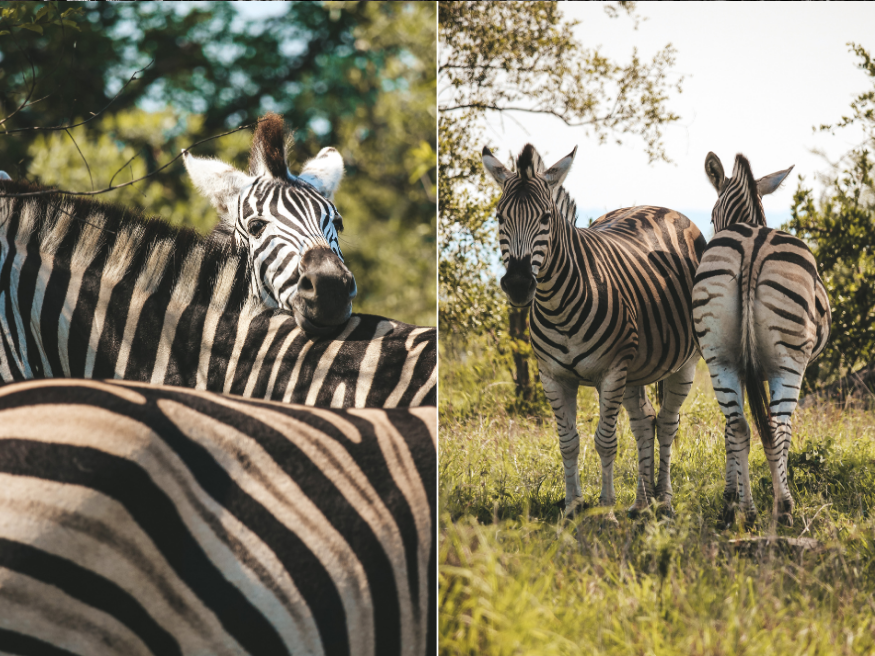 Zebra Südafrika Krüger Safari Tour