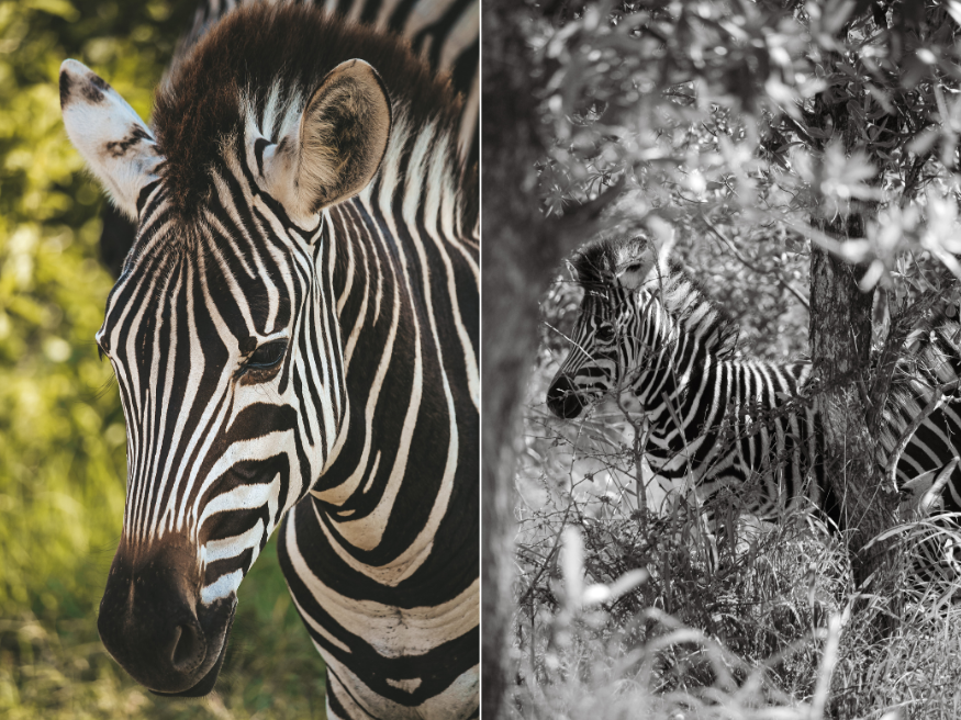 Zebras fotografieren Krüger Nationalpark